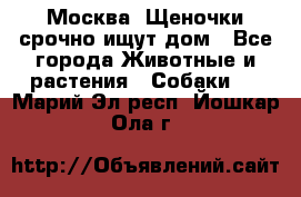 Москва! Щеночки срочно ищут дом - Все города Животные и растения » Собаки   . Марий Эл респ.,Йошкар-Ола г.